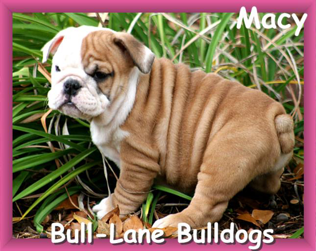 bull-lane bulldogs