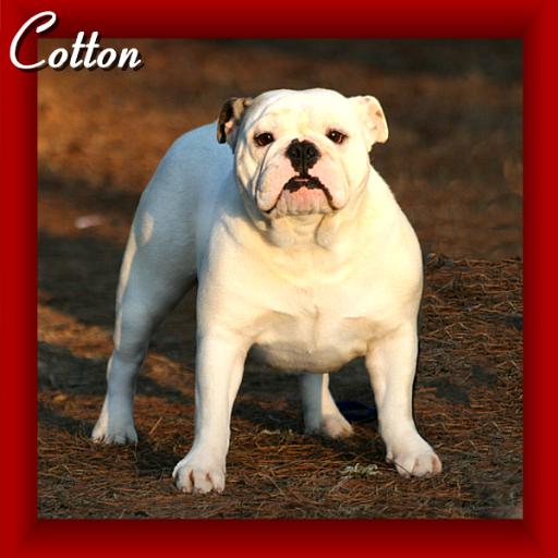 images for female english bulldogs