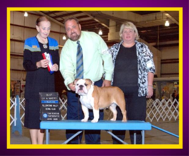 images for AKC champion english bulldogs