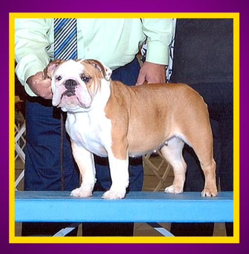 champion english bulldog