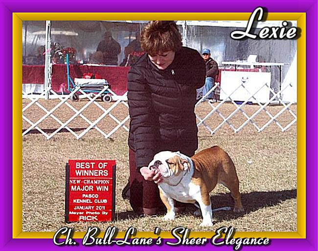 images for champion english bulldogs