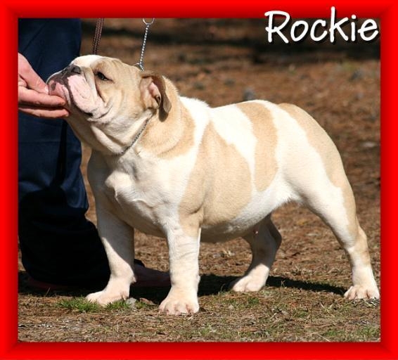 female english bulldog