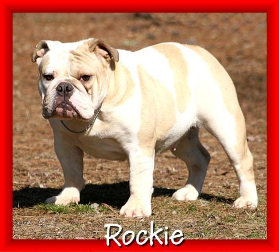female english bulldog