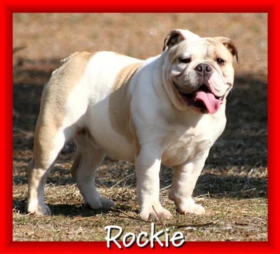 female english bulldog