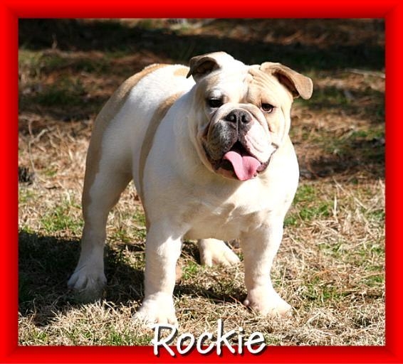 english bulldog