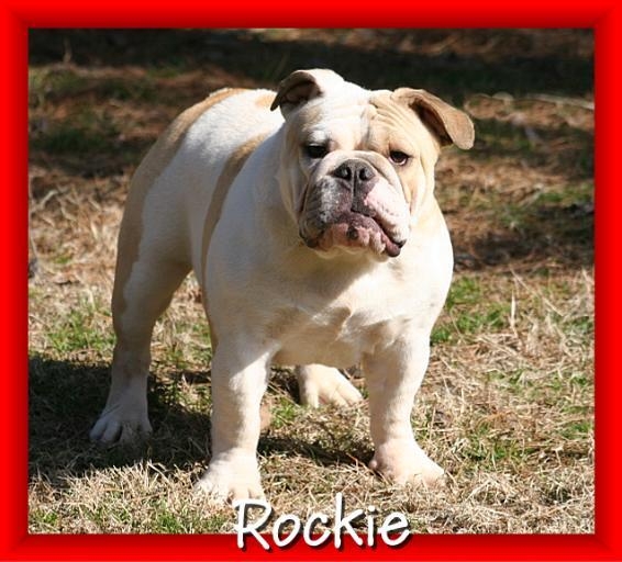female english bulldog