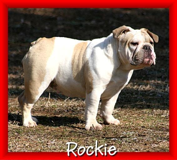 female english bulldog