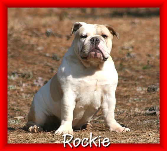 female english bulldog