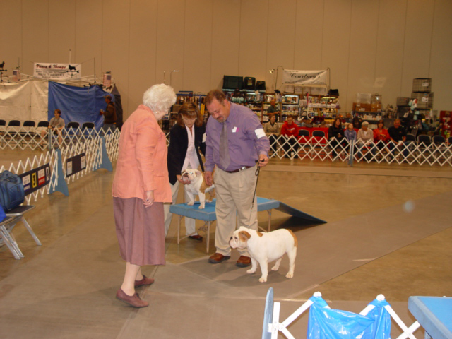 champion english bulldog