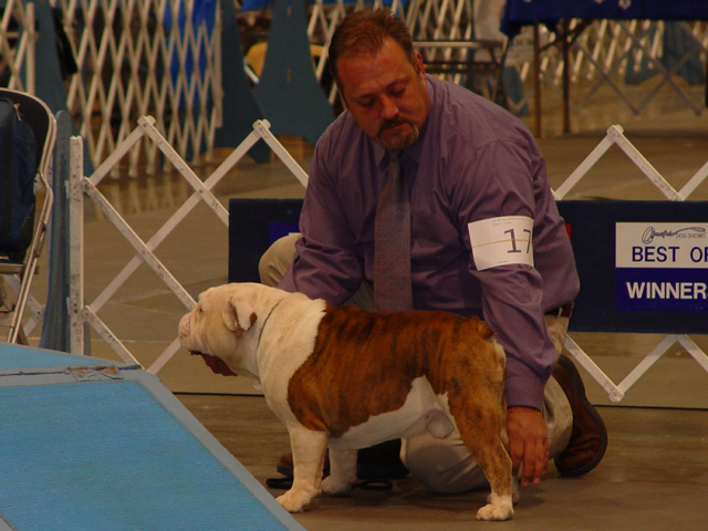 champion english bulldog