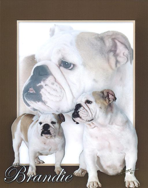 images for female english bulldogs