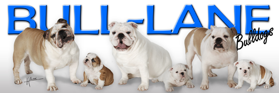 images for champion english bulldogs