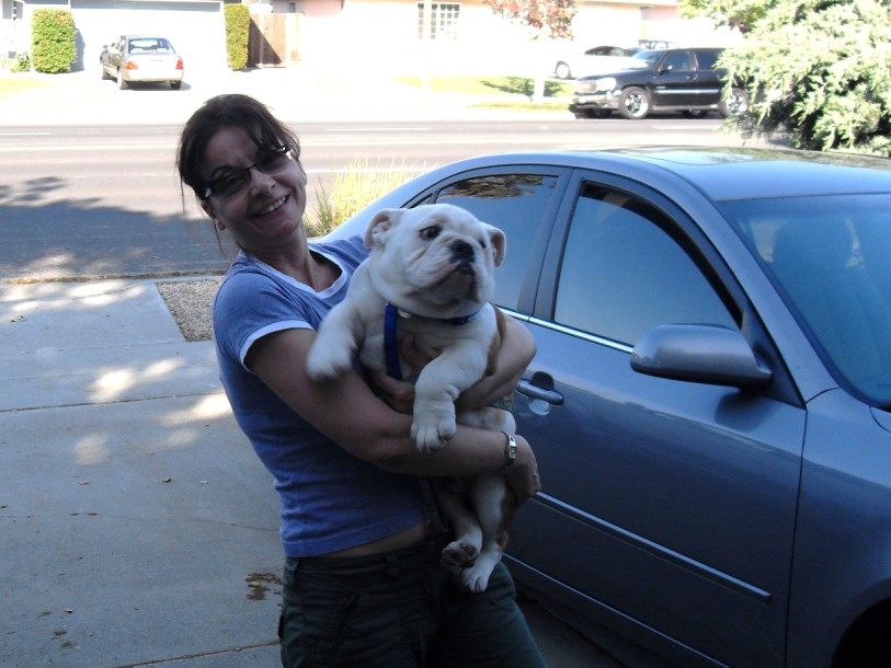 english bulldog