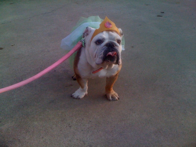 english bulldog