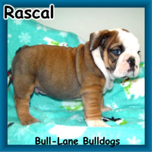 bulldog puppy