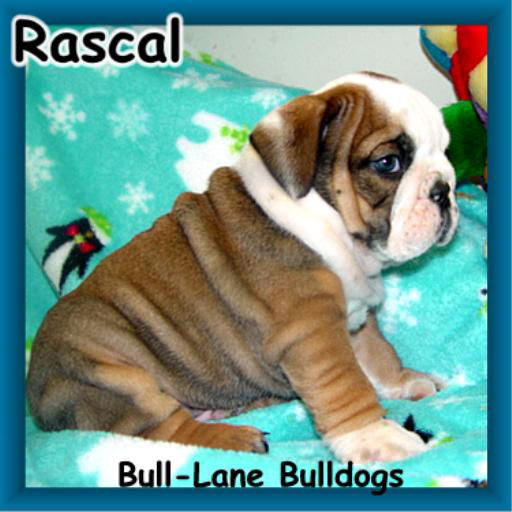 bulldog puppy
