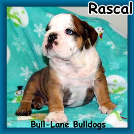 bulldog puppy