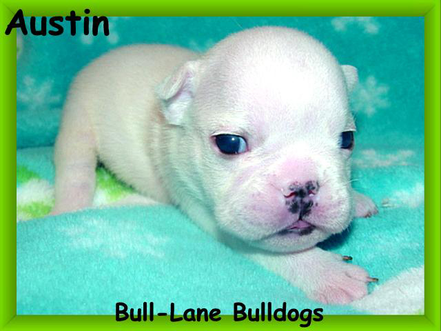 bulldog puppy