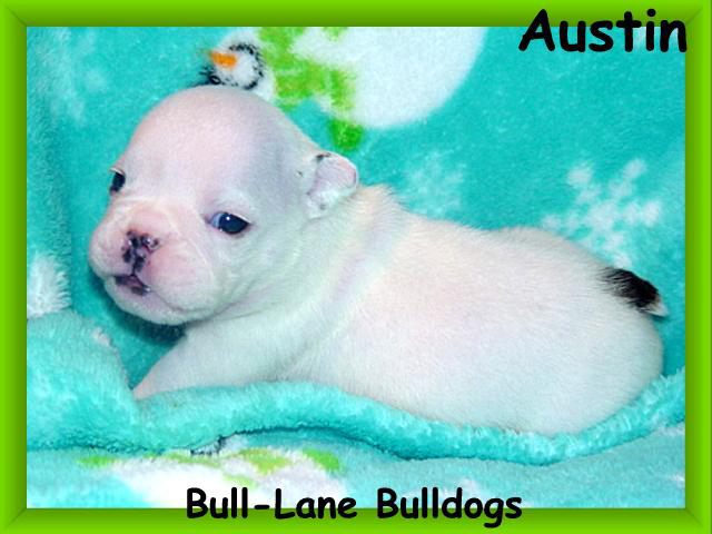 bulldog puppy