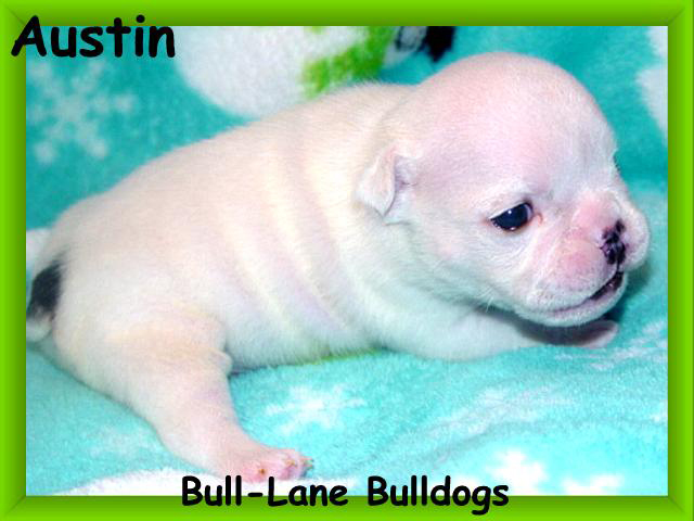 bulldog puppy