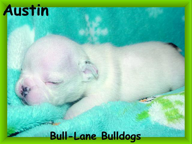bulldog puppy