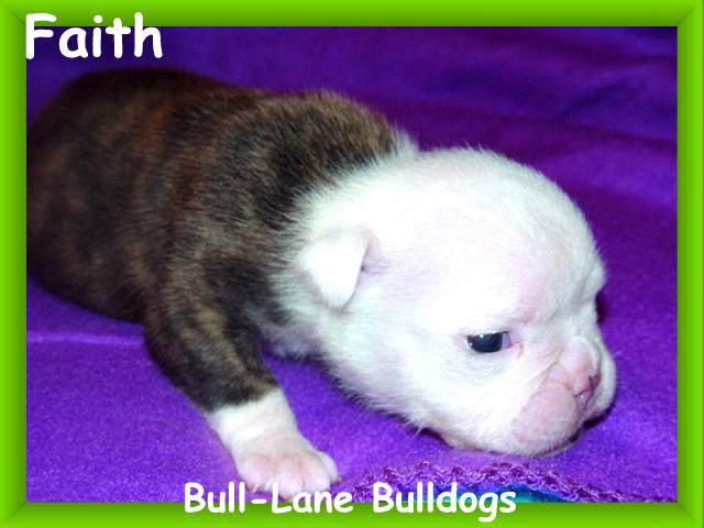 bulldog puppy