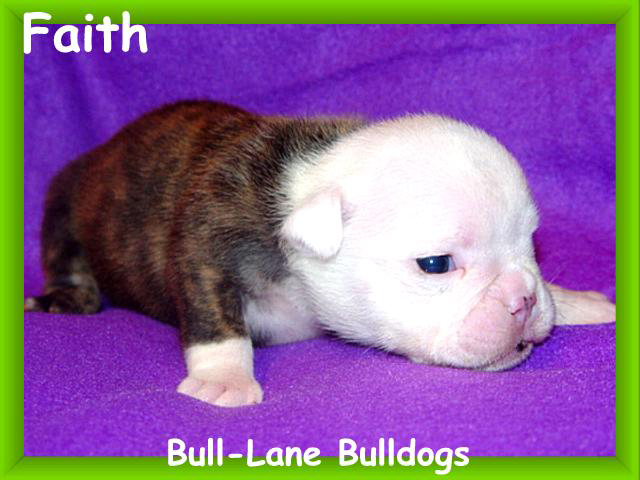 bulldog puppy