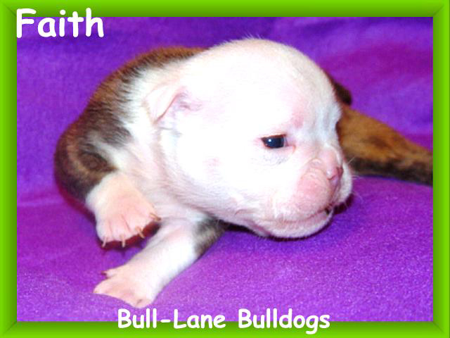 bulldog puppy