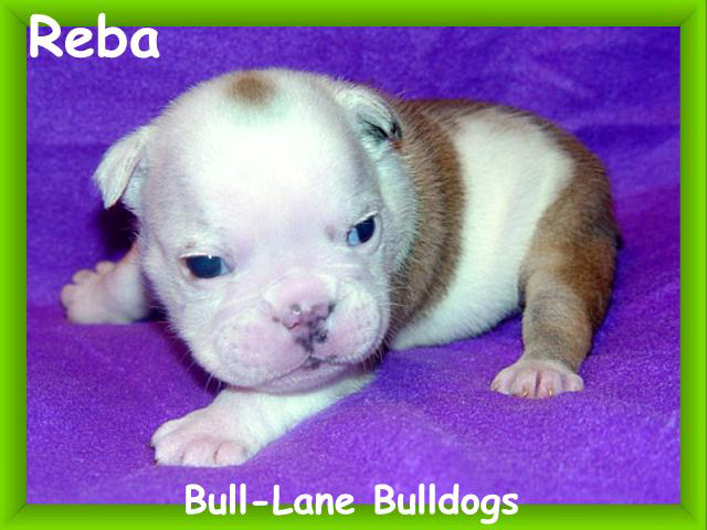 bulldog puppy