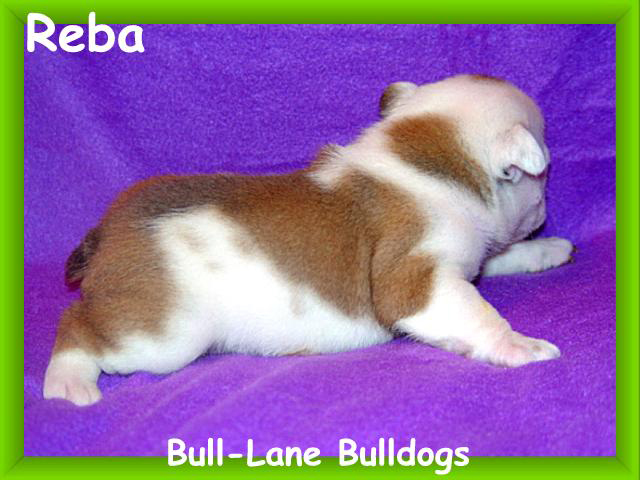 bulldog puppy