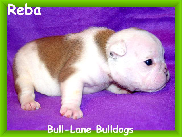 bulldog puppy