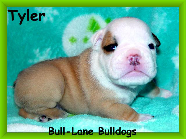 bulldog puppy