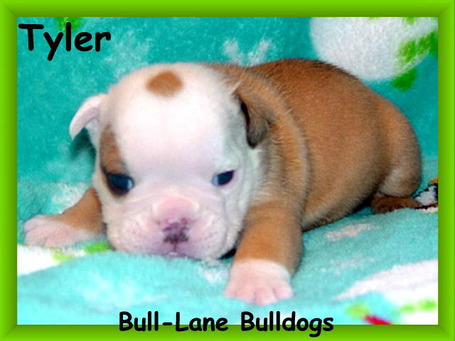 bulldog puppy