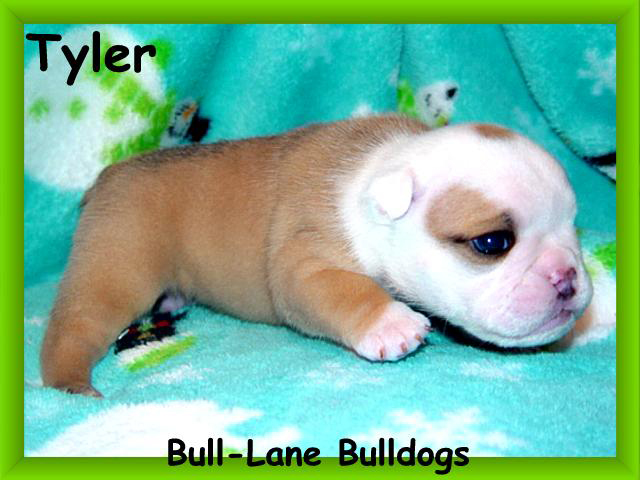 bulldog puppy