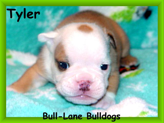 bulldog puppy