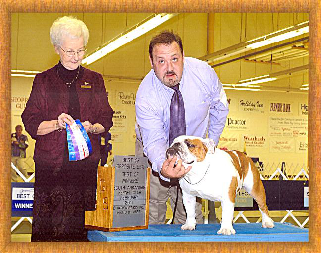 Champion Male English Bulldog