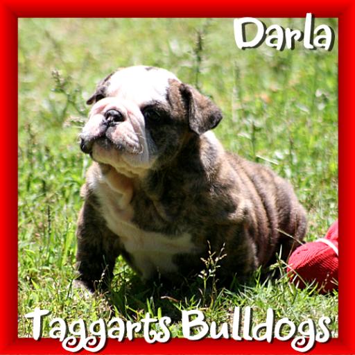 bulldogpuppy crazydarla1 jpg