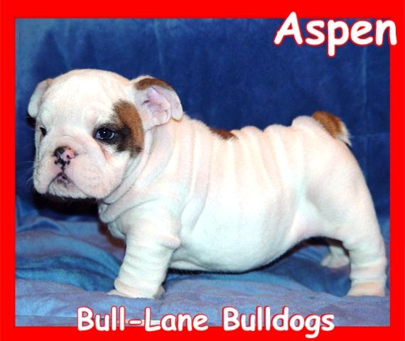 bulldog puppy