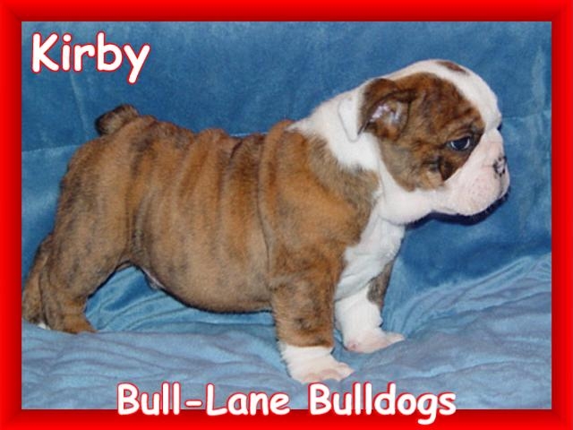 bulldog puppy