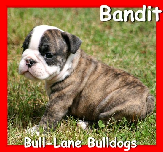 english bulldog puppy