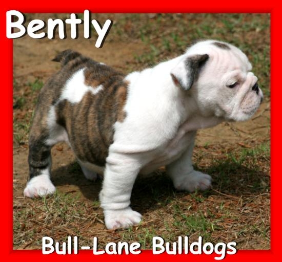 english bulldog puppy