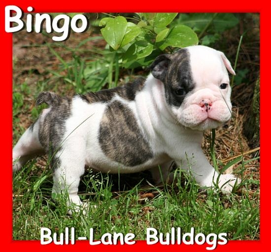 english bulldog puppy