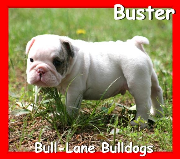 english bulldog puppy