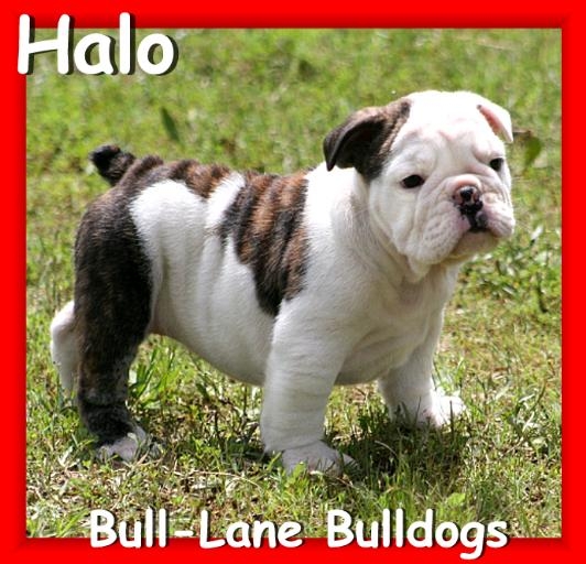 english bulldog puppy