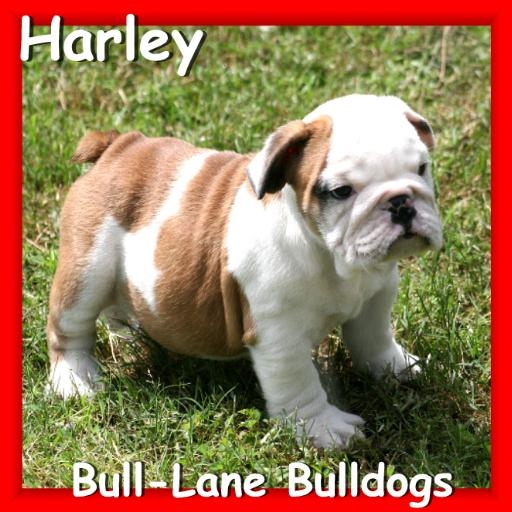 english bulldog puppy