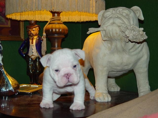 english bulldog puppy