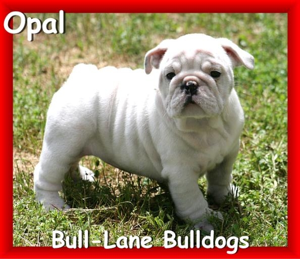 english bulldog puppy