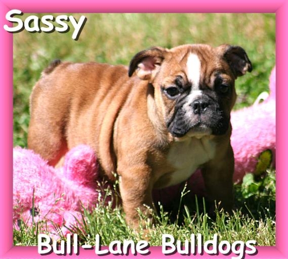 english bulldog puppy