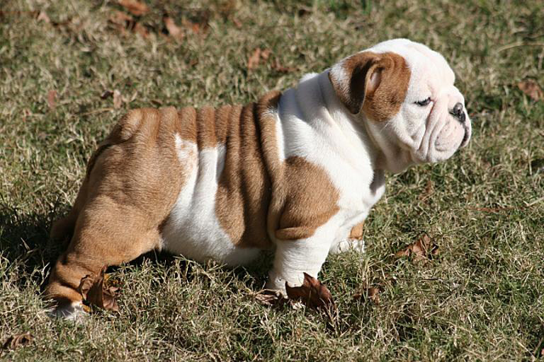 bulldog puppy