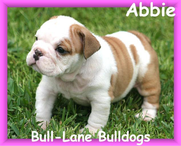 bulldog puppy